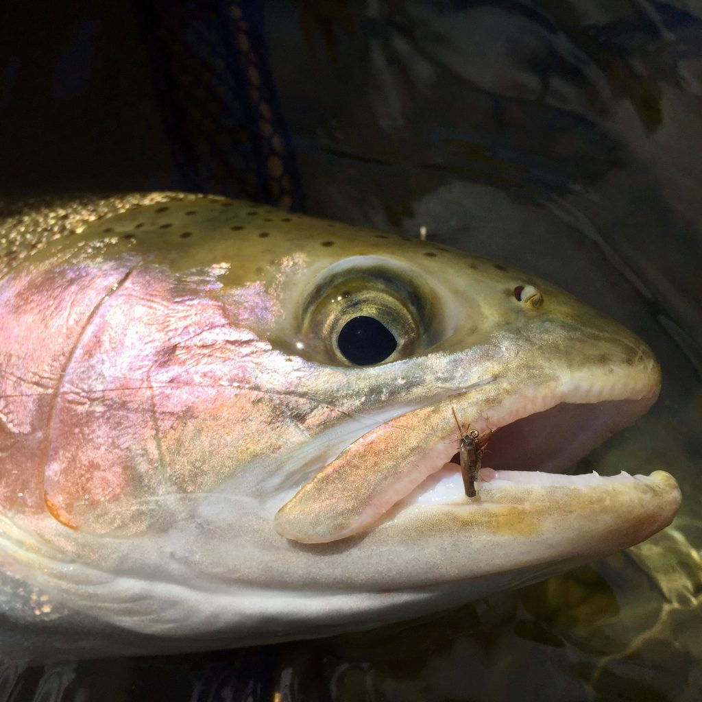 SBN hooks a trout