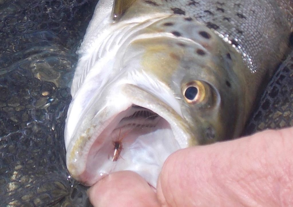 Fishing hook in mouth