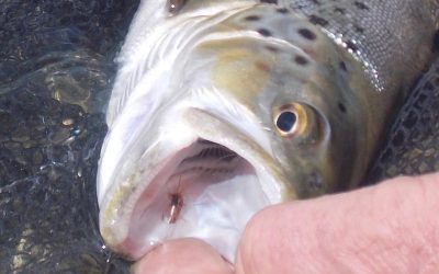 The new fishing season starts in November