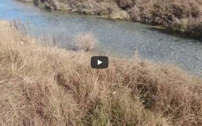 La fraie des saumons sockeye mars 2022 / Sockeye salmon spawning March 2022