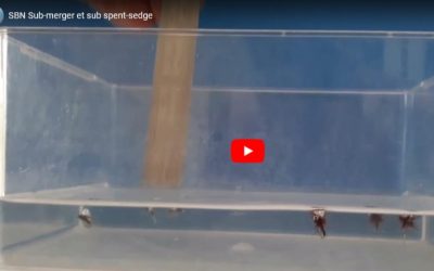 SBN Sub-merger et sub spent-sedge
